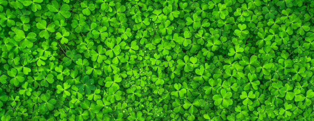 A bed of bright green clover, in keeping with St. Patrick's Day
